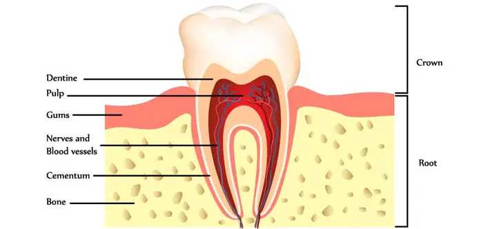 endodontics-in-coppell-texas